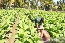 Pemkab Sumenep bantu asuransi ketenagakerjaan petani tembakau