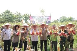 Dukung Astacita, Polres Jember panen raya jagung