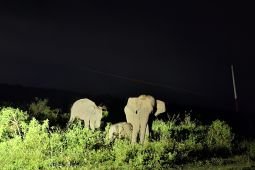 Menikmati potret keharmonisan dari Way Kambas