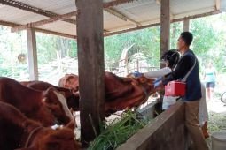 Pemkot Kediri catat perkembangan PMK ternak landai imbas vaksinasi