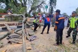 Tiga orang meninggal akibat tertimpa pohon di Pemalang