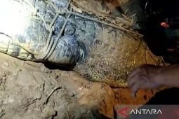 Seorang anak hilang diduga diterkam buaya di Sungai Sangatta Kaltim