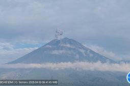 Semeru alami lima kali erupsi dengan tinggi letusan hingga 800 meter