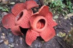 Dua bunga rafflesia mekar berdempet di Agam Sumatera Barat