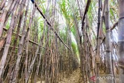 APTR optimistis PG Assembagoes capai target giling tebu 500 ribu ton