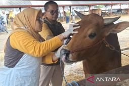 Disnakkan Situbondo sidak peternak jelang Idul Adha