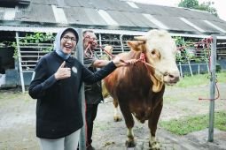 Sapi lokal Lumajang terpilih jadi hewan kurban Presiden Prabowo