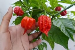 Buka peluang ekonomi, DKPP Kota Madiun budidayakan cabai Carolina Reaper