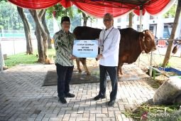 Gibran sumbang sapi limousin seberat 1,1 ton ke Istiqlal