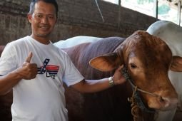 Sapi milik peternak asal Magetan terpilih jadi kurban bantuan Presiden