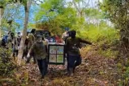 BKSDA lepasliarkan tiga siamang ke Taman Nasional Gunung Leuser