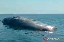 Bangkai paus ditemukan di perairan Sletreng Situbondo