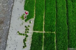 Musim tanam padi di lahan sawah tadah hujan Nganjuk