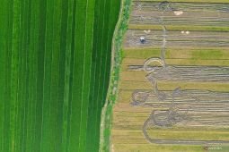 Proyeksi produksi padi nasional