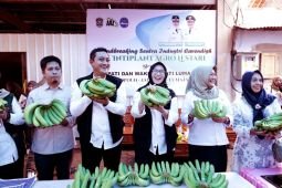"Cold Storage" perkuat rantai pasok pisang Lumajang ke pasar modern