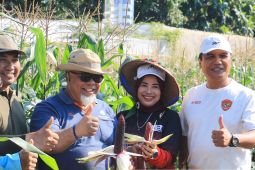 Pemkot Madiun uji coba budi daya jagung ungu