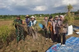 DKPP Pamekasan gerakkan penyuluh untuk sosialisasi penurunan harga pupuk