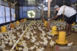Kementan pastikan pasokan ayam ras aman jelang Natal-Tahun Baru