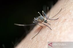 Untuk pertama kali, ada nyamuk di Islandia