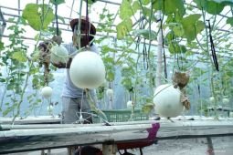 Budidaya melon hidroponik di Tulungagung