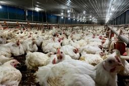 Govt to build integrated poultry farms to support MBG program
