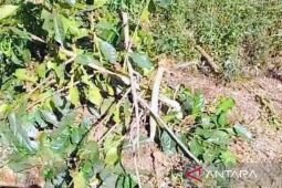 Polres Bondowoso tangani perusakan tanaman kopi seluas 9 hektare