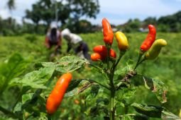 Kenaikan harga cabai jelang Natal dan Tahun Baru