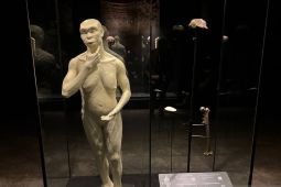 Dipulangkan dari Belanda, fosil "Java Man"  dipajang di museum
