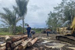 Kemenhut perketat pengawasan peredaran kayu di wilayah banjir Sumatera
