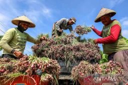 Musim panen raya bawang merah di Nganjuk
