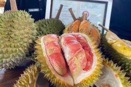 Durian merah Banyuwangi ditetapkan sebagai produk Indikasi Geografis