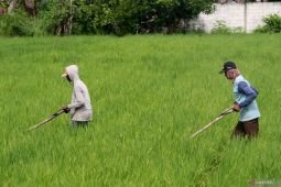 Potensi produksi padi Februari 2026