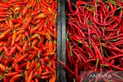 Harga pangan Sabtu ini, cabai rawit Rp48.564/kg dan telur ayam Rp30.530/kg