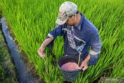 Tercatat, 147 transaksi tebus pupuk subsidi terjadi pada dini hari