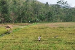 Distan Tulungagung: Panen padi lebih tinggi pada April-September 2025