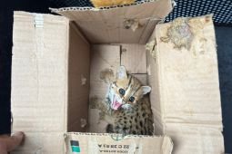 Kemenhut gagalkan perdagangan satwa liar dilindungi di Jateng