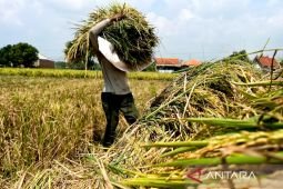 Kementan perkuat AUTP jaga produksi padi dan lindungi petani
