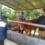 Disnak Tulungagung identifikasi 59 ekor ternak terpapar PMK