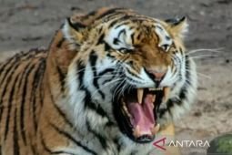 Lebih dari 70 harimau mati misterius di taman wisata Thailand