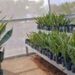 DLHP Magetan budi daya tanaman lidah mertua guna penyerap polutan TPA