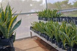 DLHP Magetan budi daya tanaman lidah mertua guna penyerap polutan TPA