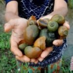 BRIN discovers new endemic land snail in South Sumatra