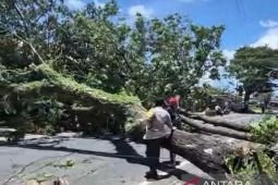 Belasan pohon di Banyuwangi tumbang diterjang angin kencang