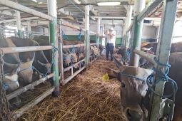 Barantin tightens livestock monitoring before Eid al-Adha