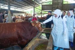 Pemprov Jatim kerahkan tim pemeriksa kesehatan hewan jelang Idul Adha