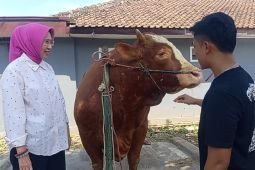 Sapi "Kang Jo" hewan kurban Presiden angkat potensi peternak Lumajang