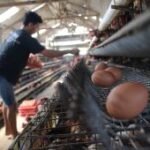 Harga telur di Jombang turun