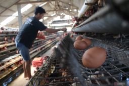 Harga telur di Jombang turun