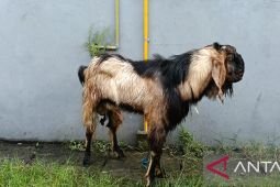 ANTARA Jatim kurban tiga ekor kambing pada Idul Adha 1447 H
