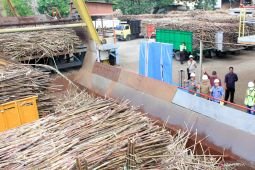 PG Assembagoes Situbondo target giling tebu 540.670 ton tahun ini